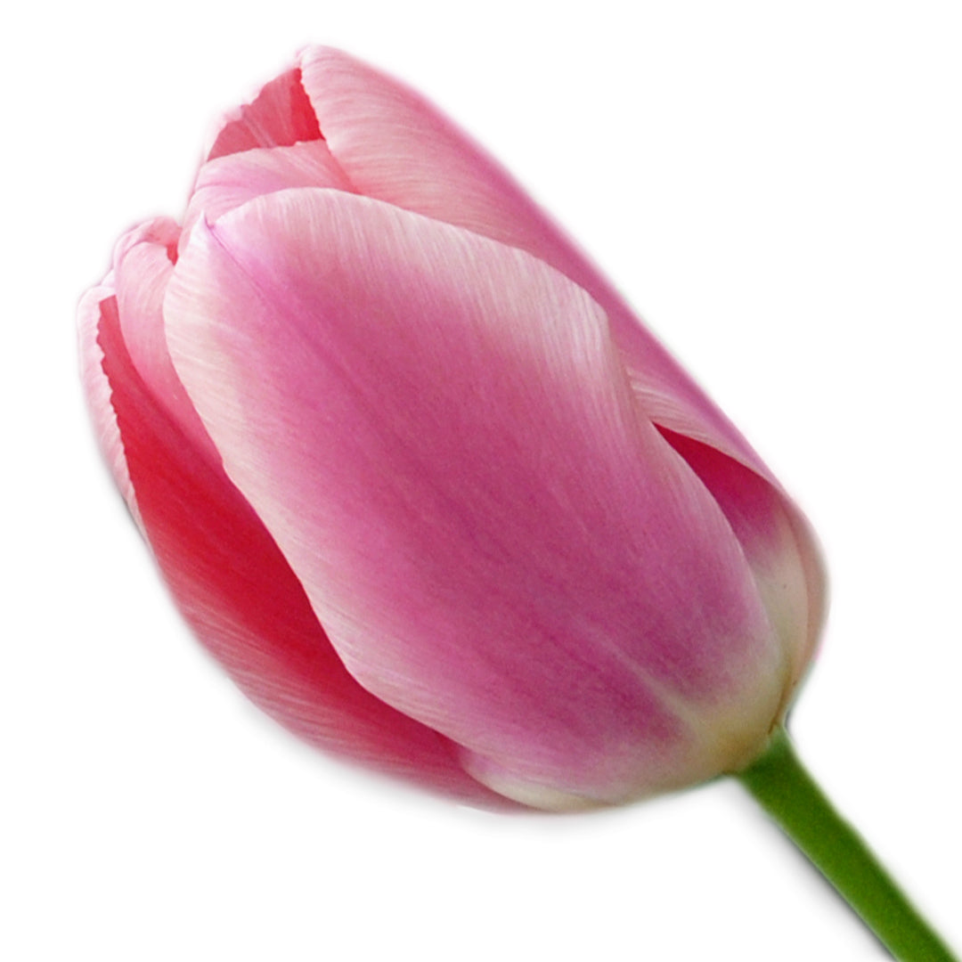 A single Algarve Tulip bloom against a white background.