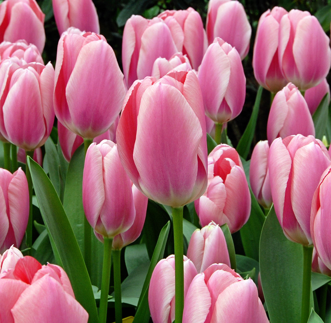 A blanket of Algarve Tulip flowers blooming in the garden.