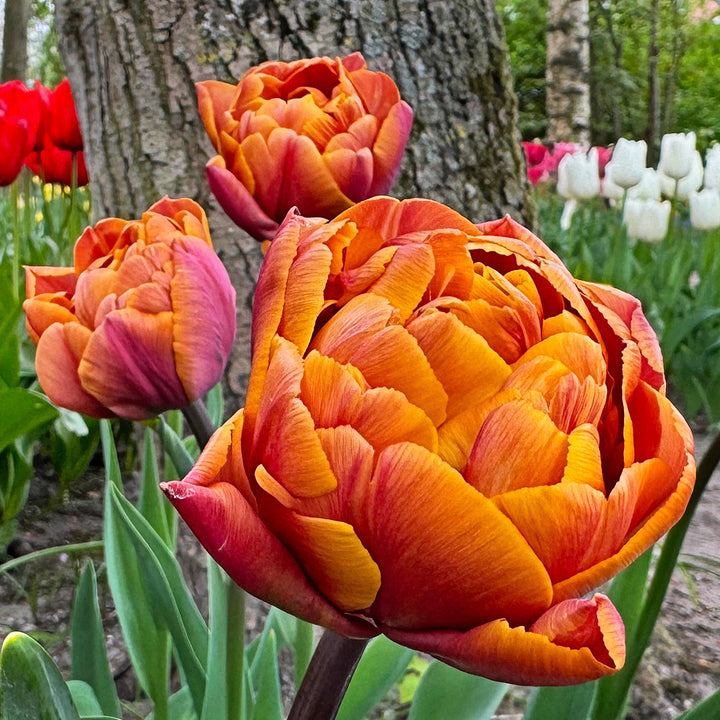 Brazil Tulips blooming in the garden.