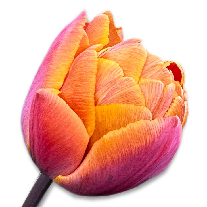 A single Brazil Tulip bloom on a white background.