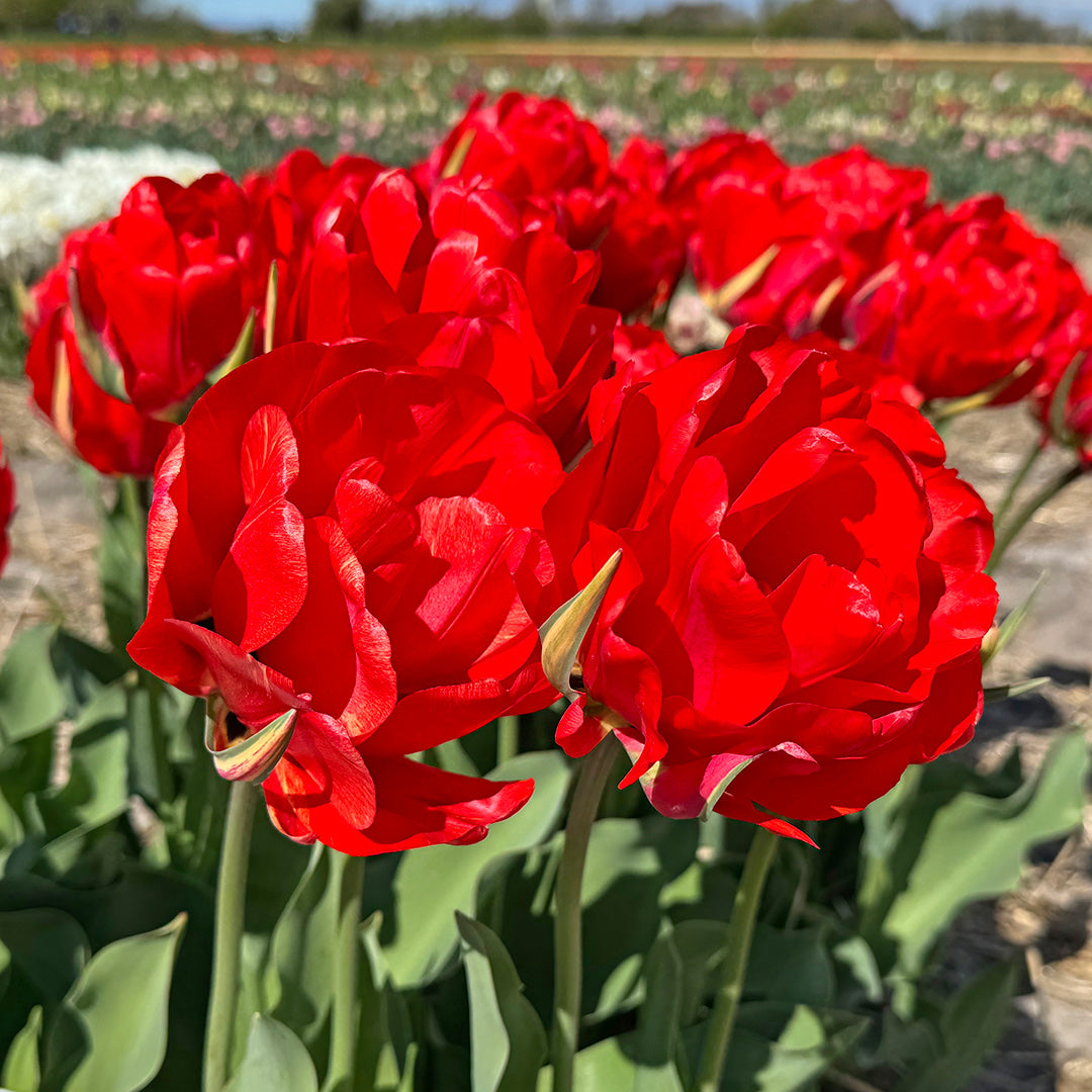 A close-up of Red Bono Tulips blooming in a garden.