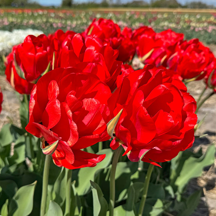 A close-up of Red Bono Tulips blooming in a garden.