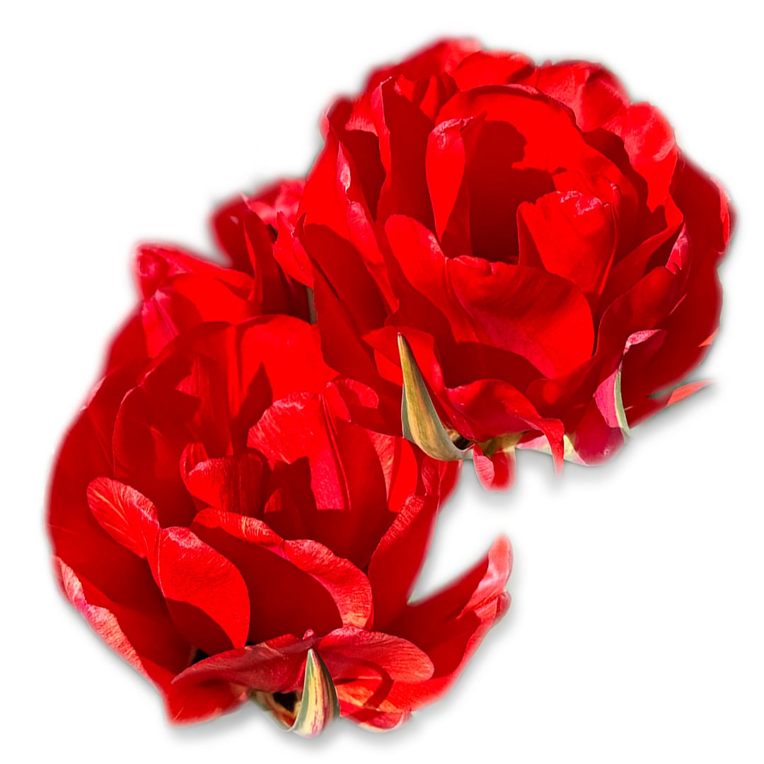 A pair of Red Bono Tulips resting on a white background.