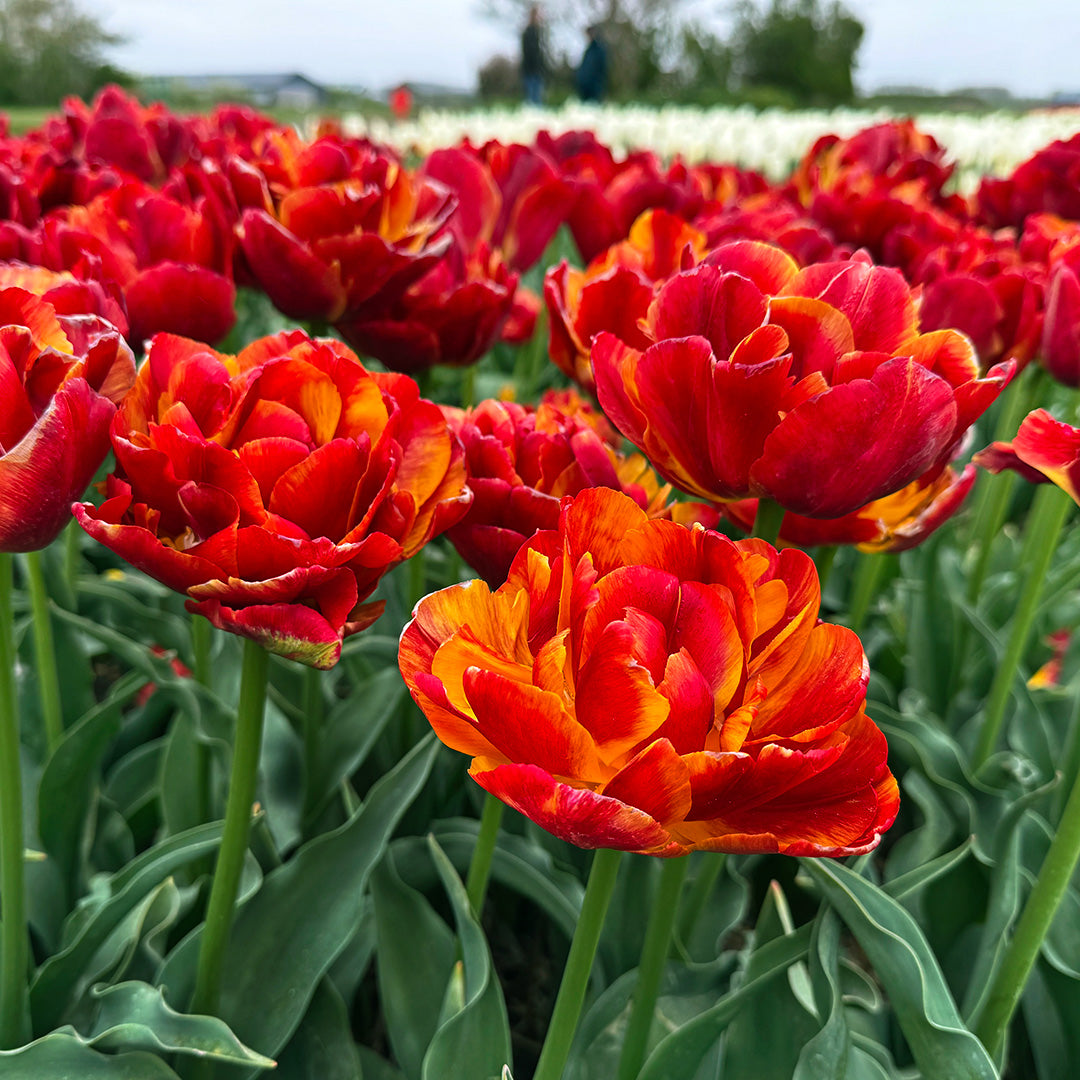 Tropical Sensation Tulips blooming in a field.