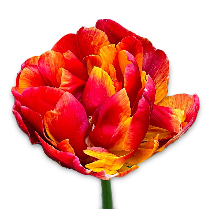 Tropical Sensation Tulip blooming against a white background.