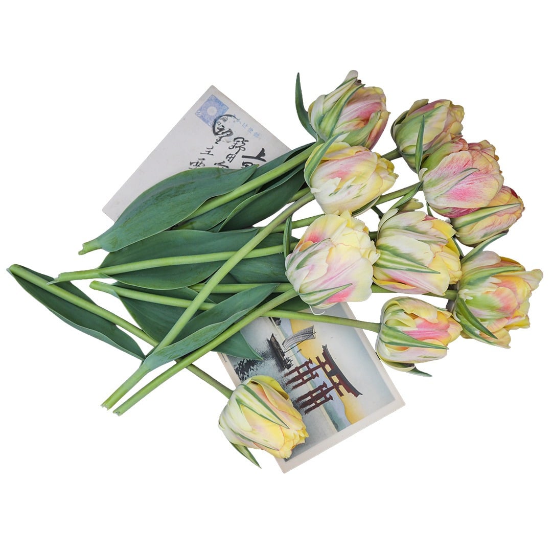 A bouquet of Akebono Tulips rests on vintage Japanese postcards on a white background.