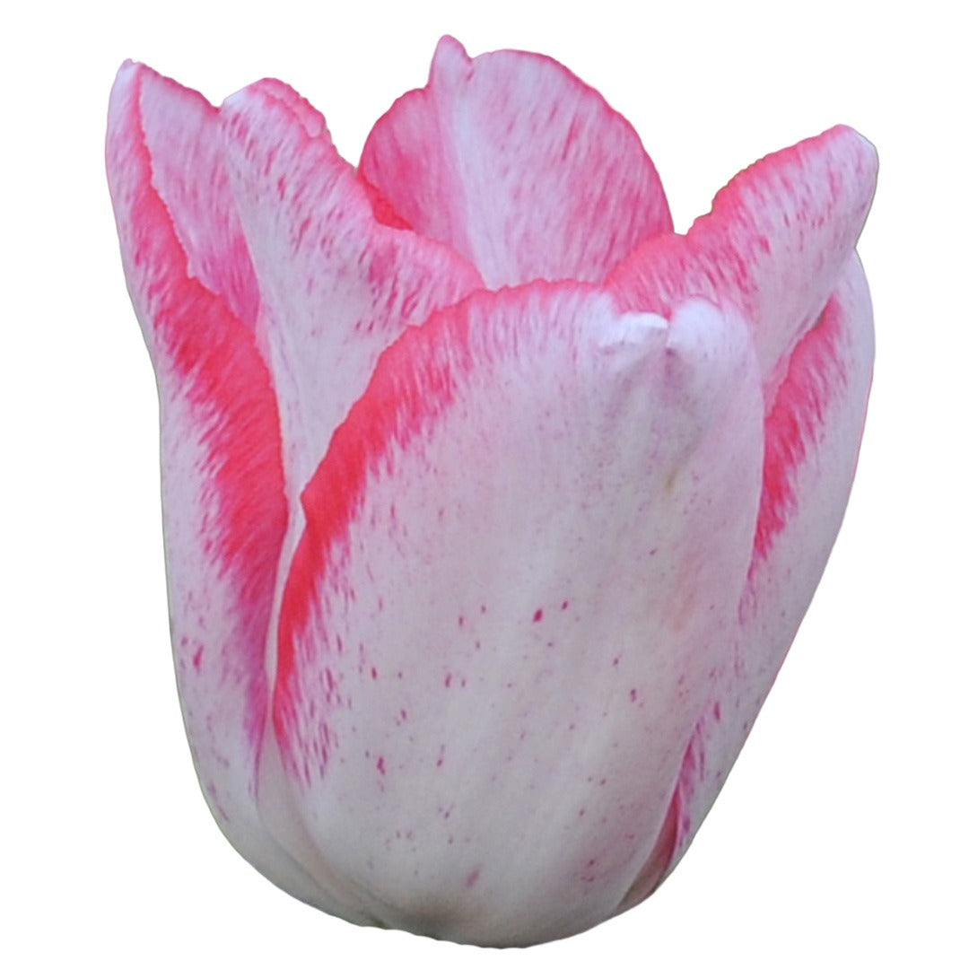Beautytrend Tulip bloom on a white background.