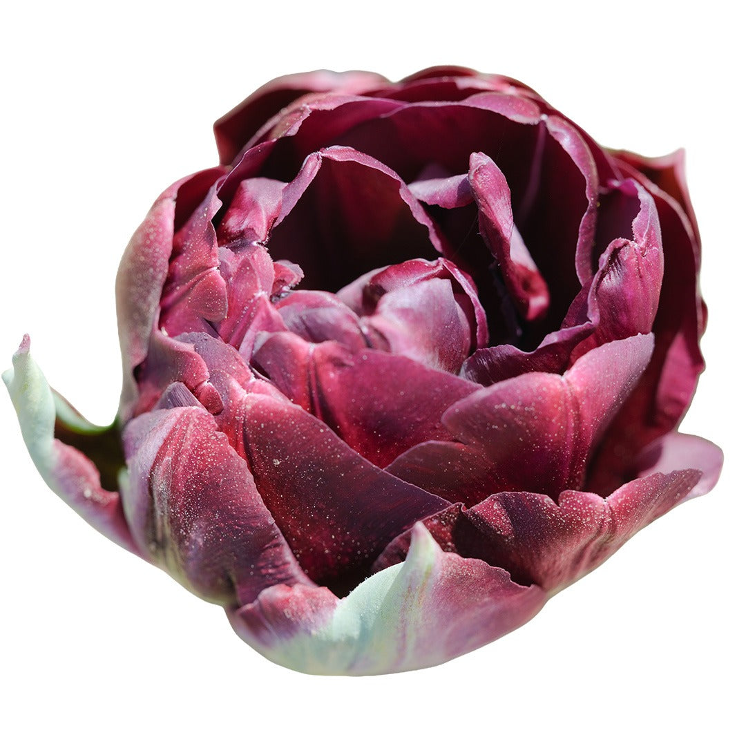 Tulip Bulbs, Black Hero (10 bulbs)
