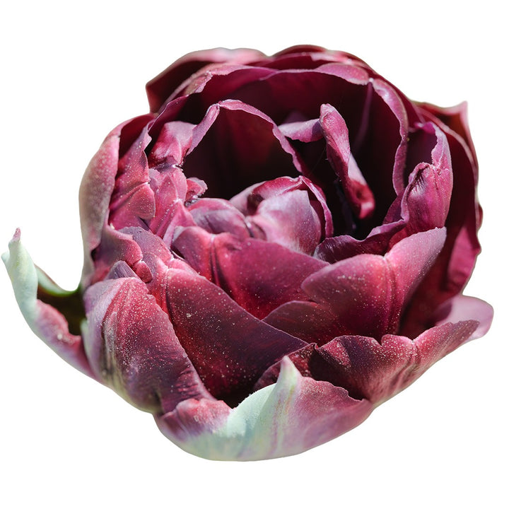Tulip Bulbs, Black Hero (10 bulbs)