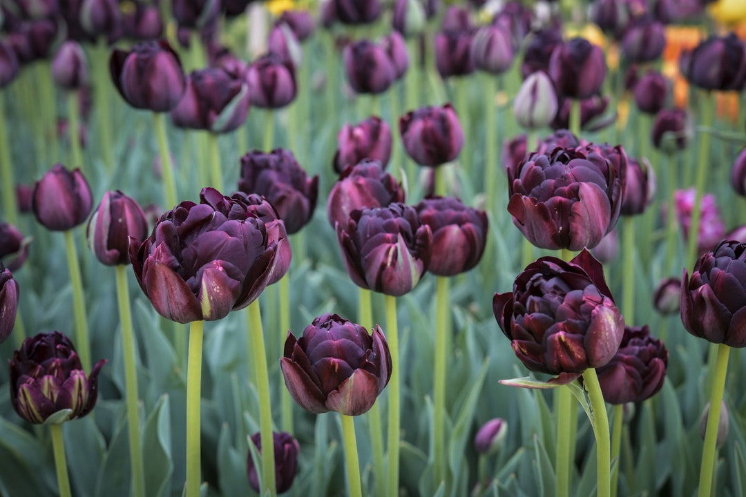 Black Hero Tulips blooming in the tile garden at Baker Creek.