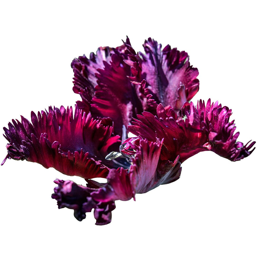 Profile of a single frilly Black Parrot Tulip against a white background.