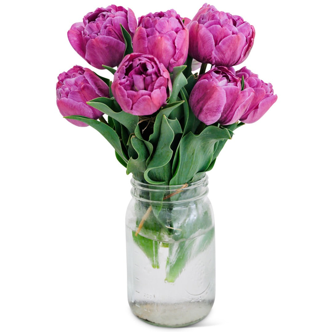 Bouquet of Blue Diamond Tulips in a mason jar on a white background.