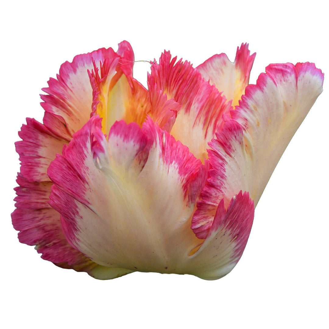 Close up of Caribbean Parrot Tulip on a white background.