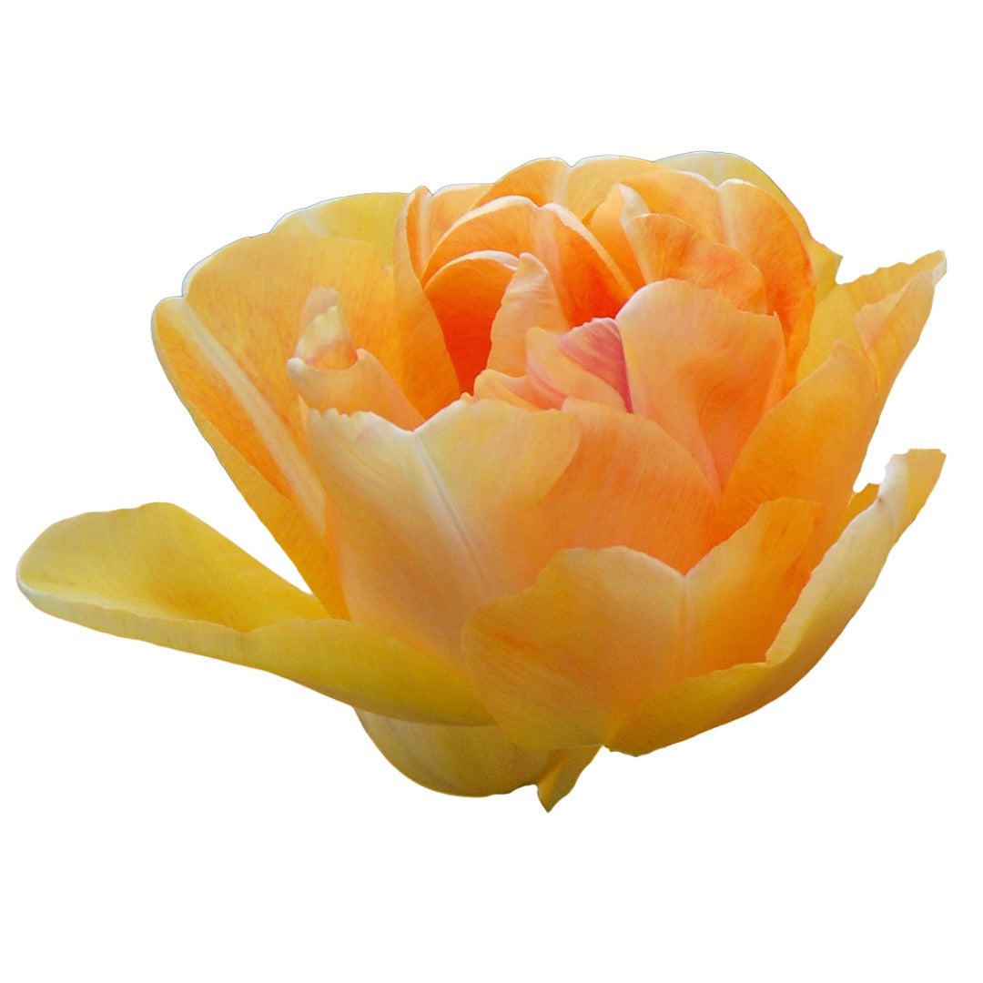 Close up of Charming Lady Tulip on a white background.