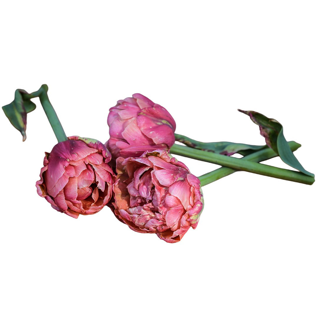 Trio of Copper Image Tulips on a white background.