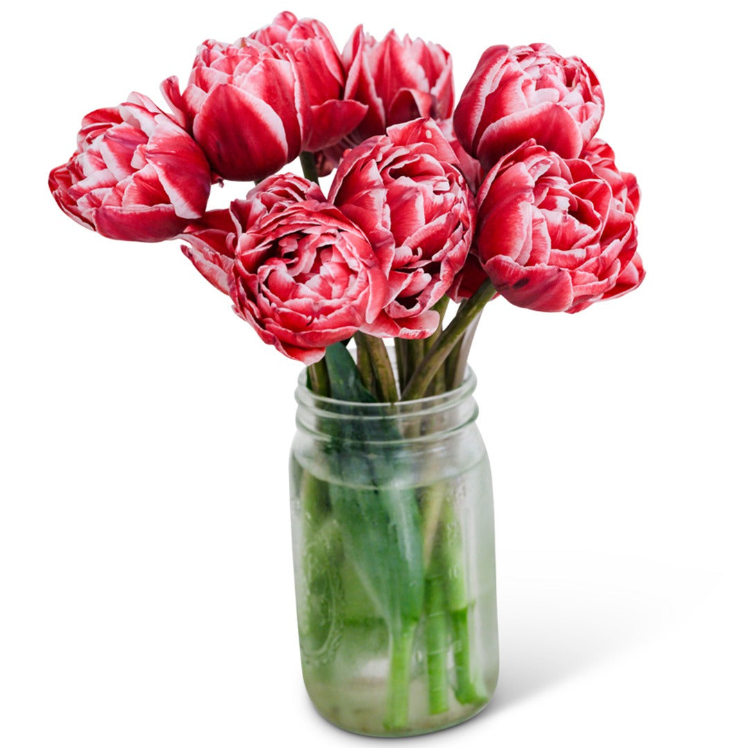 Bouquet of Drumline Tulips in a mason jar on a white background.