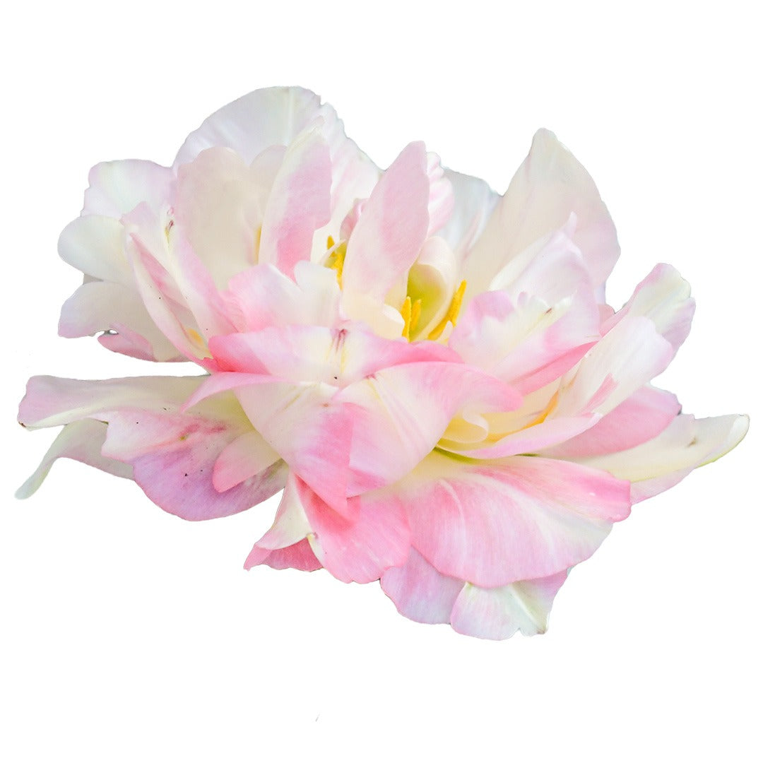 A close up of a Finola Tulip on a white background.