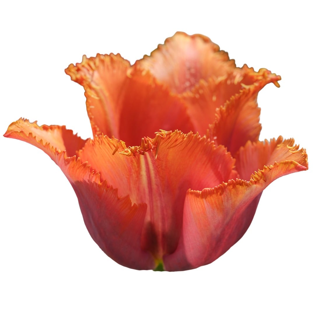 Close up of Louvre Orange Tulip on a white background.