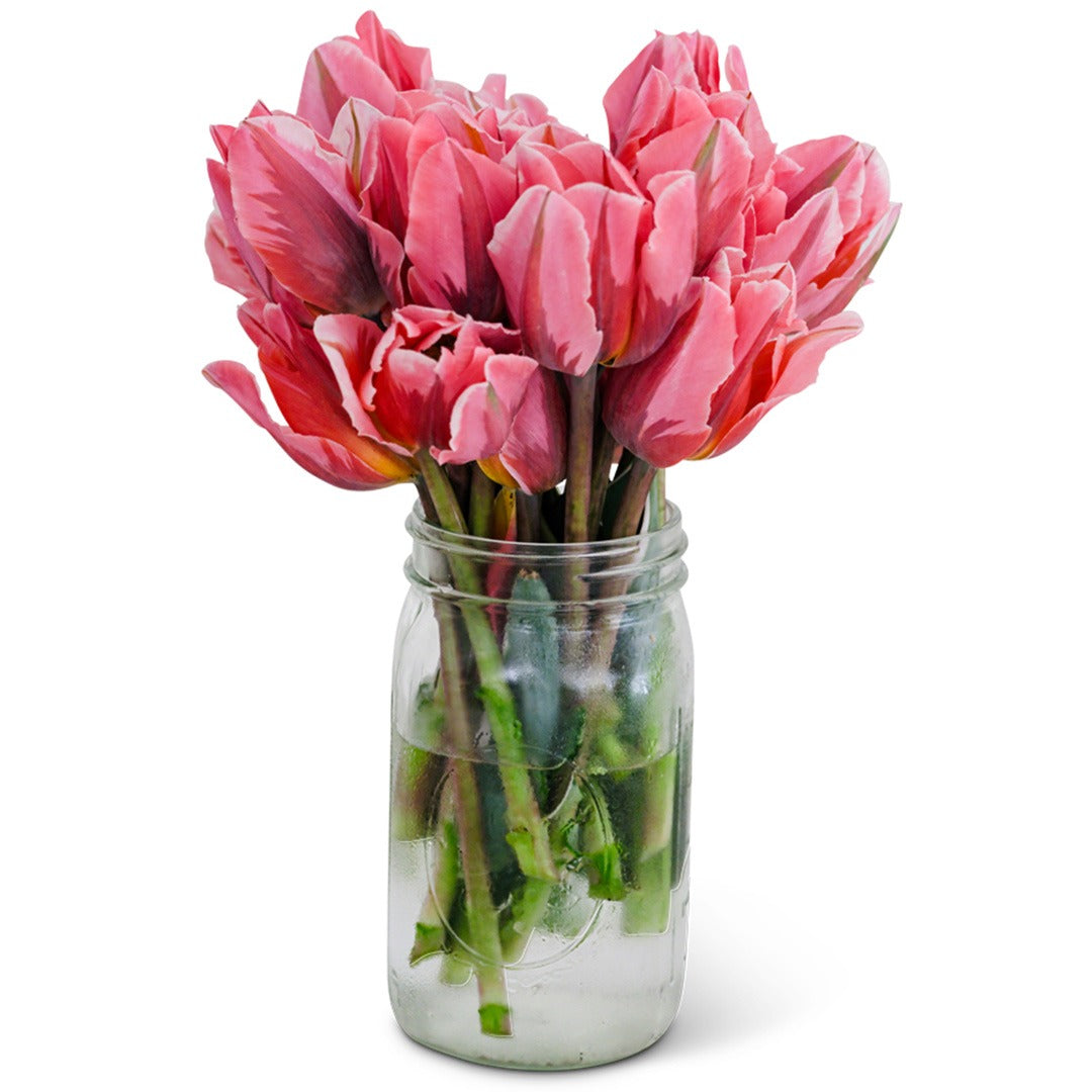 Detailed close-up of cut Pretty Princess Tulips in a Jar of water with a white background.