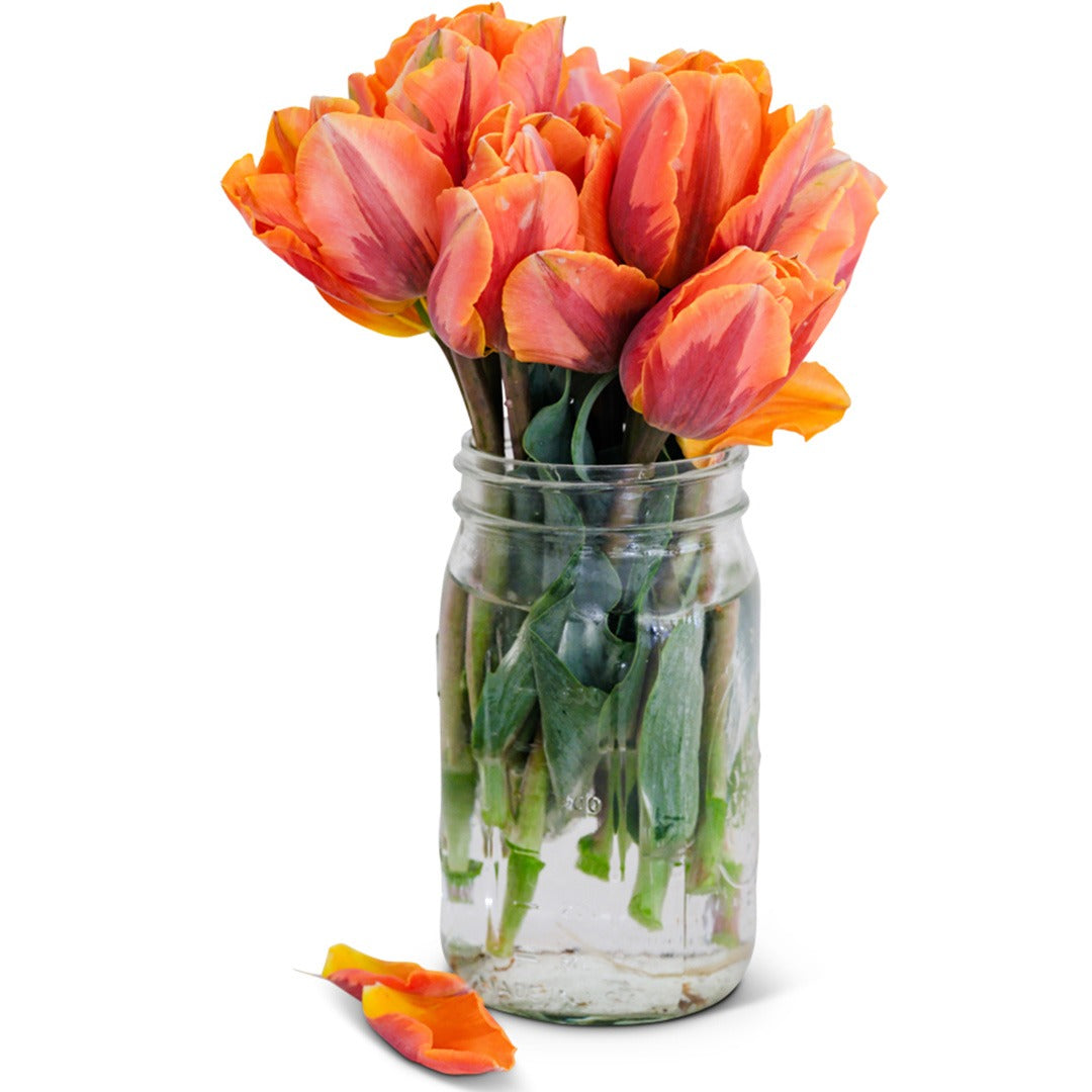 Bouquet of Princess Irene Tulips in a mason jar on a white background.