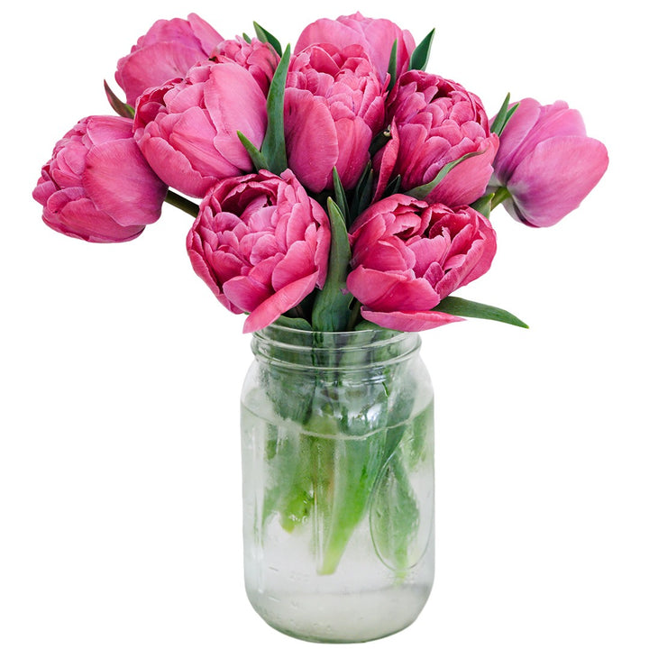 Rosy Diamond Tulips in a mason jar on a white background.