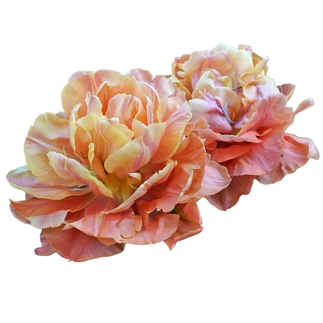 Pair of Valdivia Tulips on a white background.