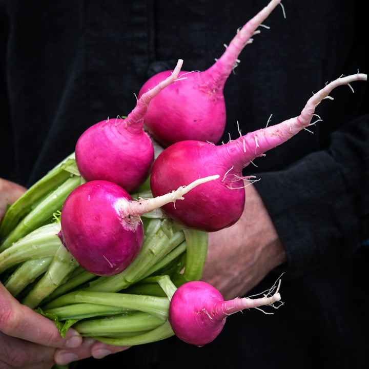 Gardener holding freshly harvested just washed Hida Beni Red Turnips on the farm at Baker Creek.