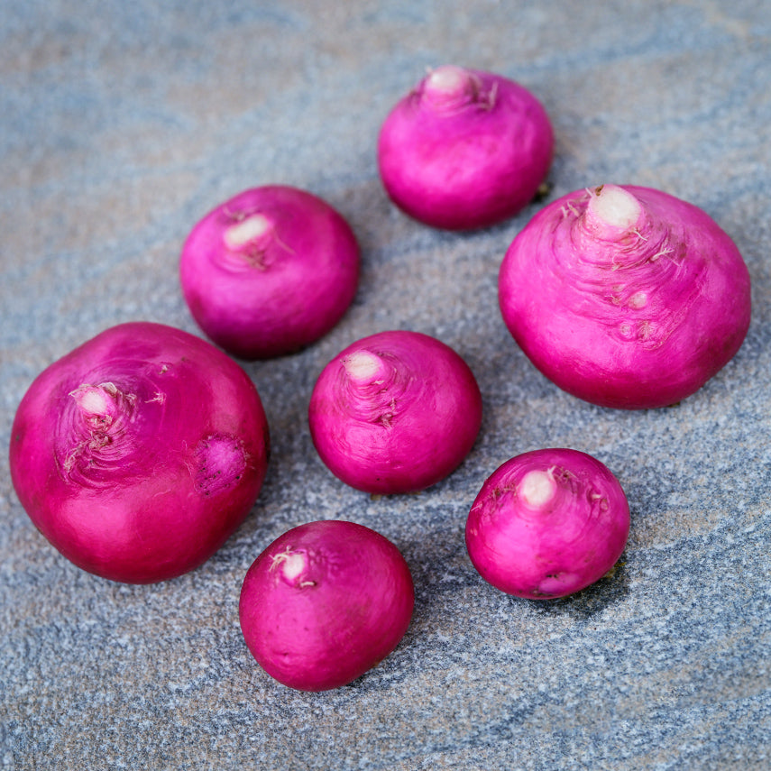 Seven Hida Beni Red Turnips arranged on stone table.