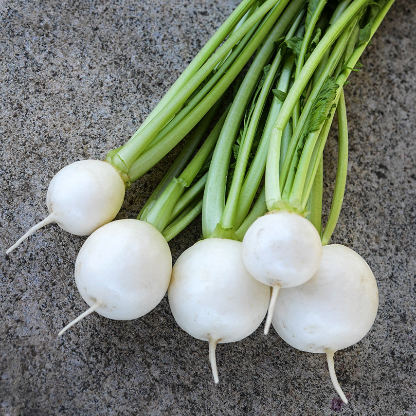 Freshly harvested and washed Miyama Turnips on a stone background.