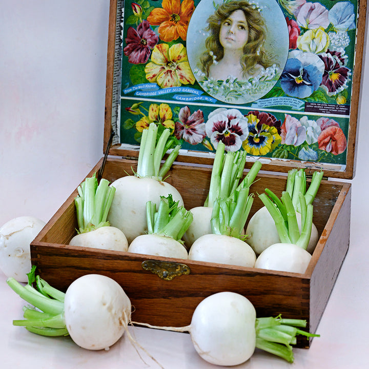 Miyama Turnips in a vintage seed box.