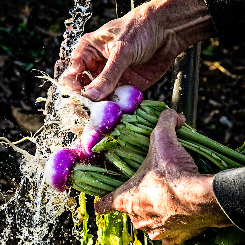 Gardener washing freshly harvested Nagasaki Akari Kabu Turnips in an outside garden faucet backlit by the sun.