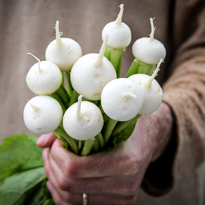 A man in tunic holding some freshly harvested Tokinashi Turnips.