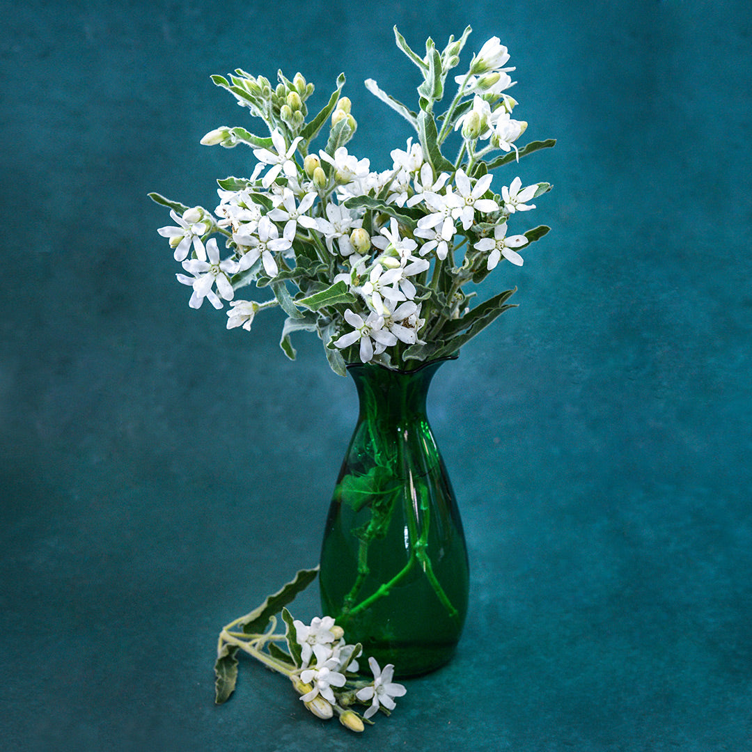 An arrangement of White Tweedia in a green glass vase on a teal background.