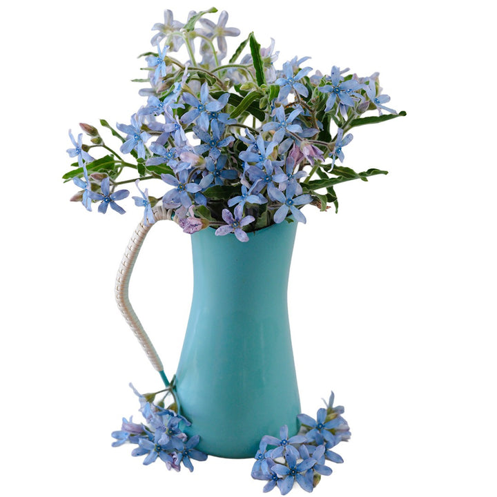 Heavenly Blue Tweedia in a blue vase on a white background.