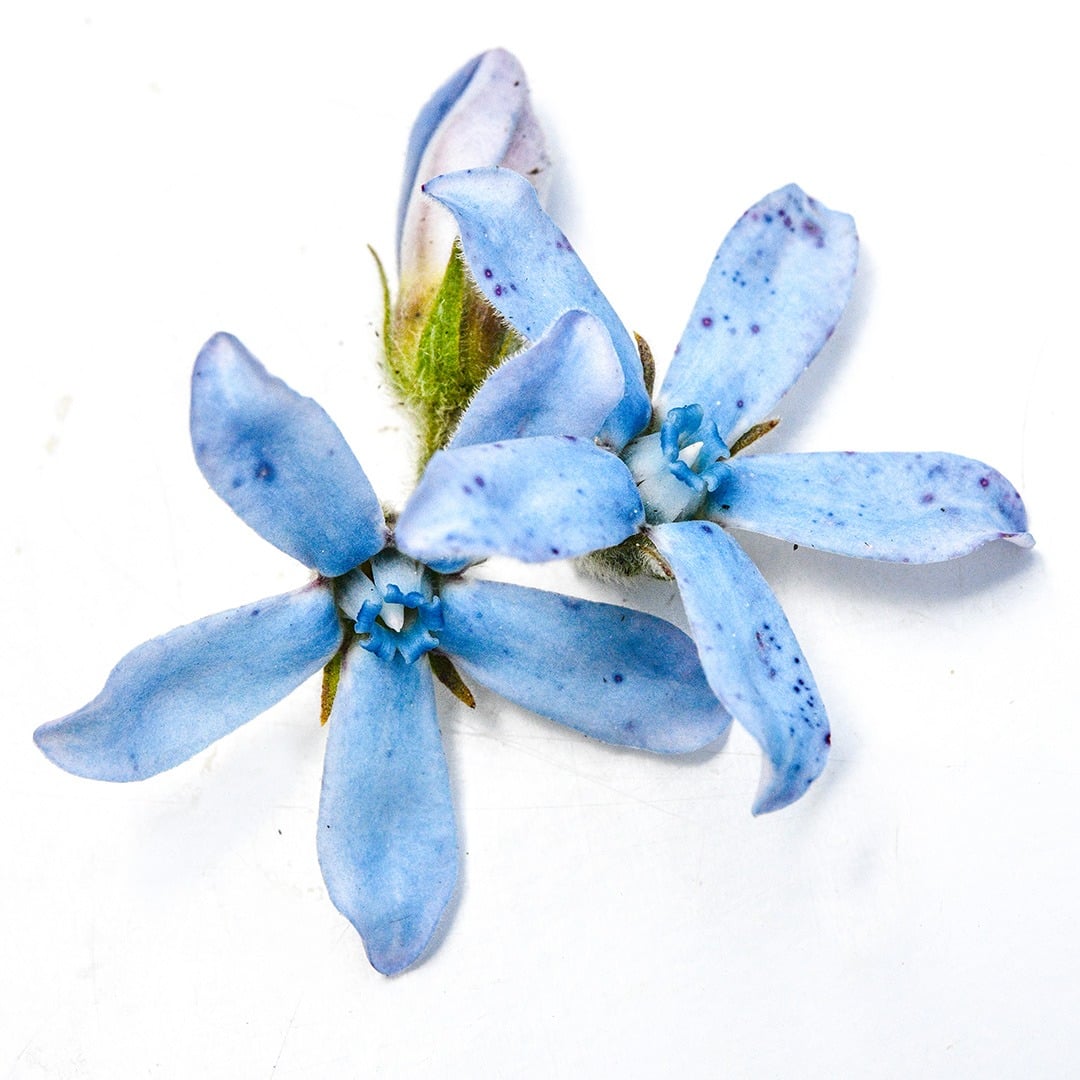 An extreme close up of Heavenly Blue Tweedia blooms on a white background.