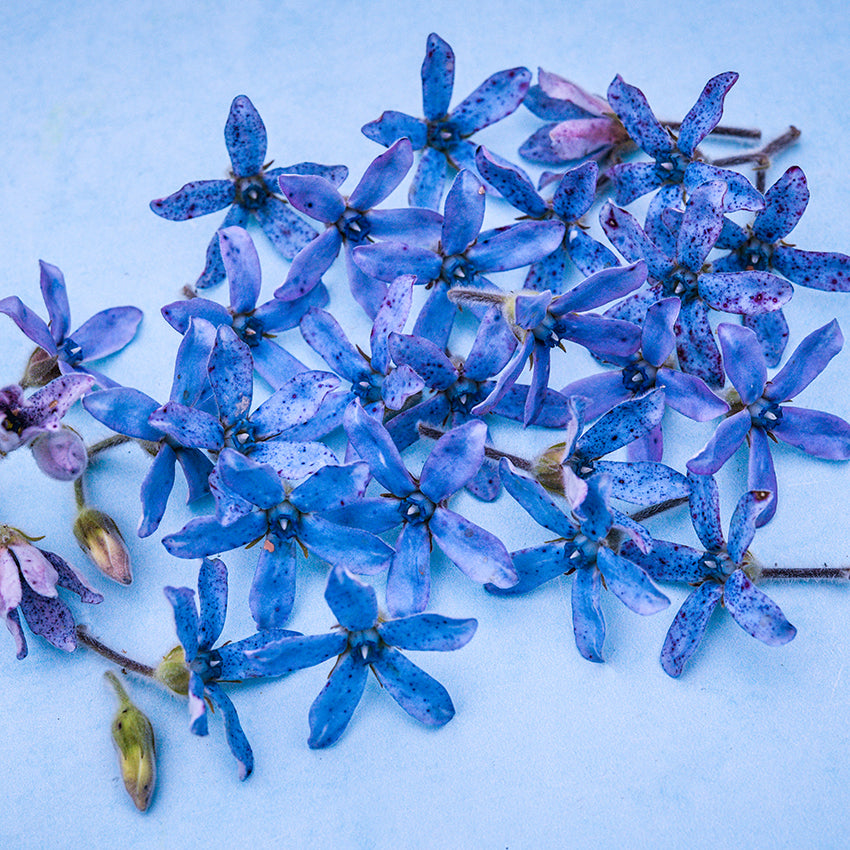 Heavenly Blue Tweedia flower&
