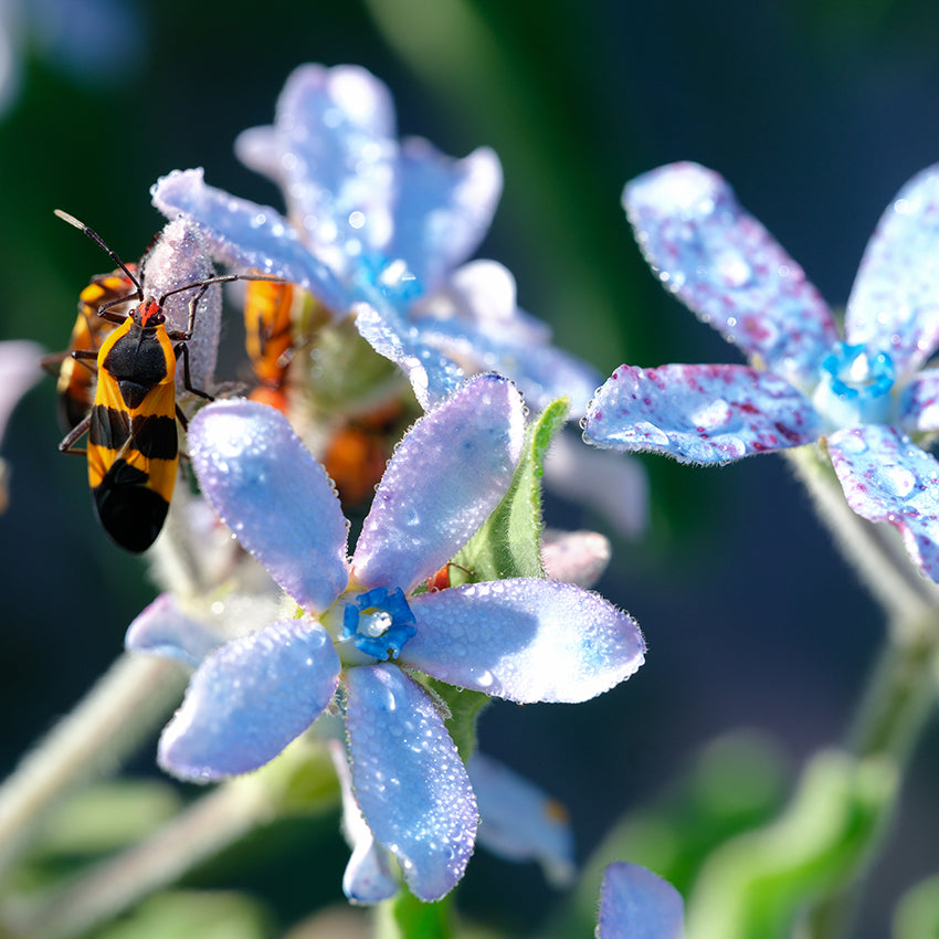 A garden bug feeds on a dew covered Heavenly Blue Tweedia flower&