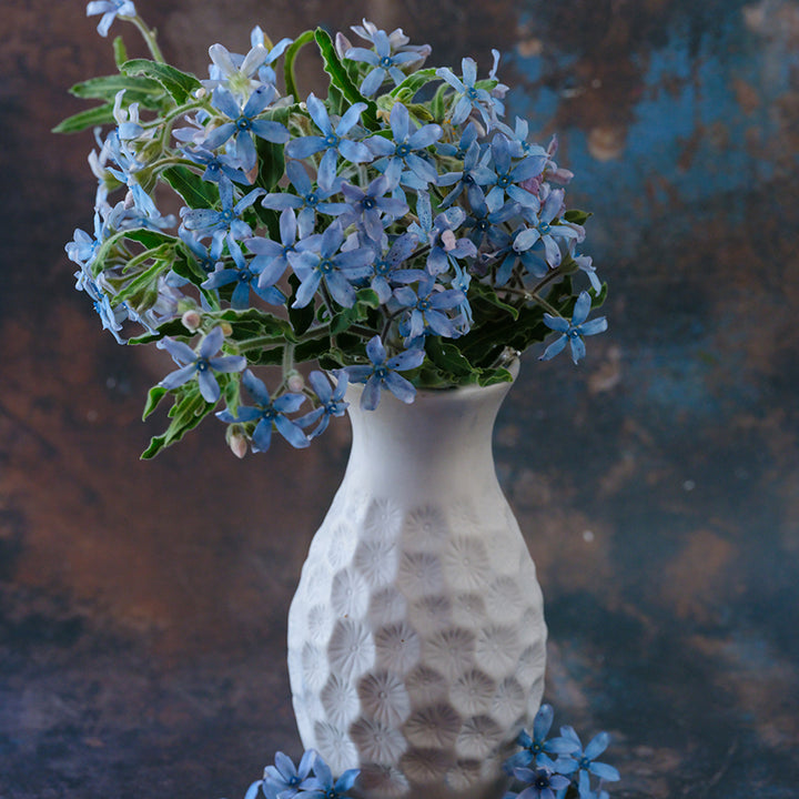 A floral arrangement of Heavenly Blue Tweedia in a vase on a marbled background.