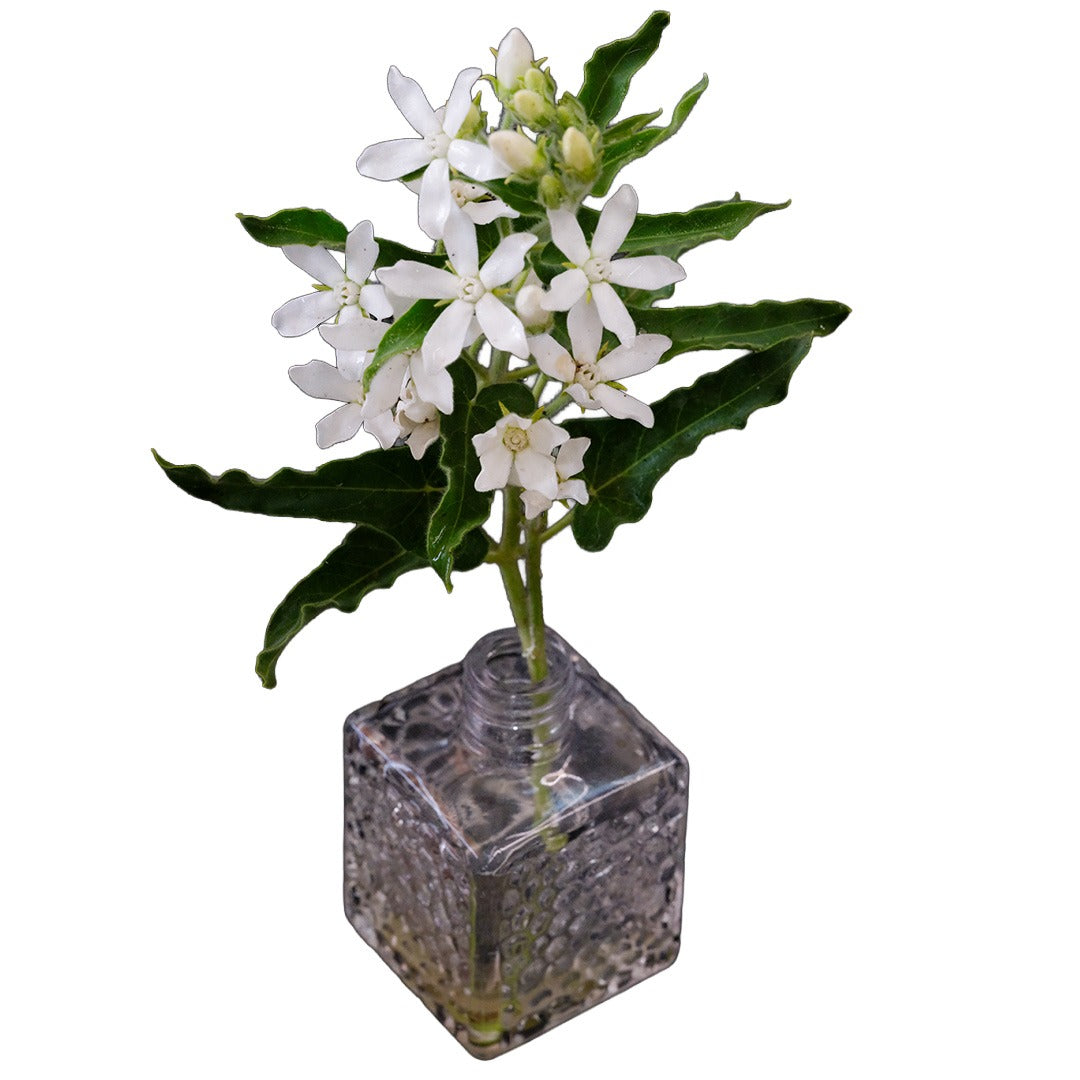 A couple of sprigs of White Tweedia in small cut glass vase on a white background.