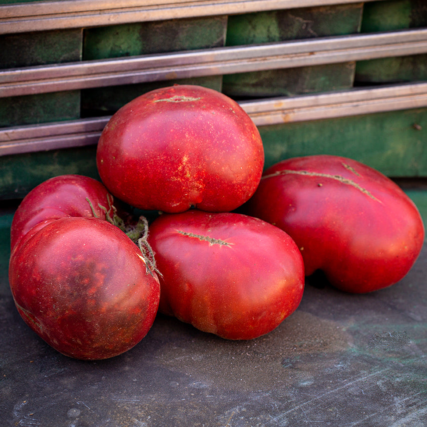 Four large Purple Reign Tomatoes arranged on old truck wheelwell at the trial farm for Baker Creek.