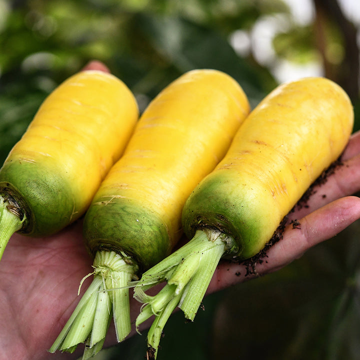 A hand holding a trio of Uzbek Golden Carrots in the greenhouse.