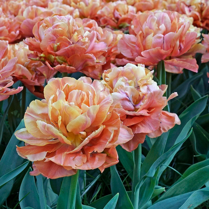 Tulip Bulbs, Valdivia (10 bulbs)