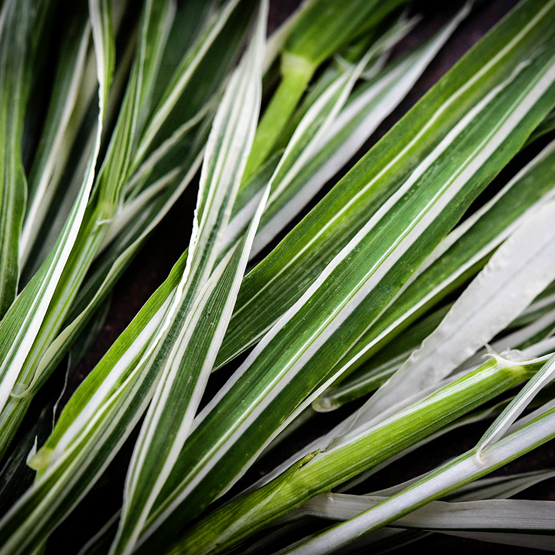 Micro view close-up of Variegated Cat Grass Barley foliage.