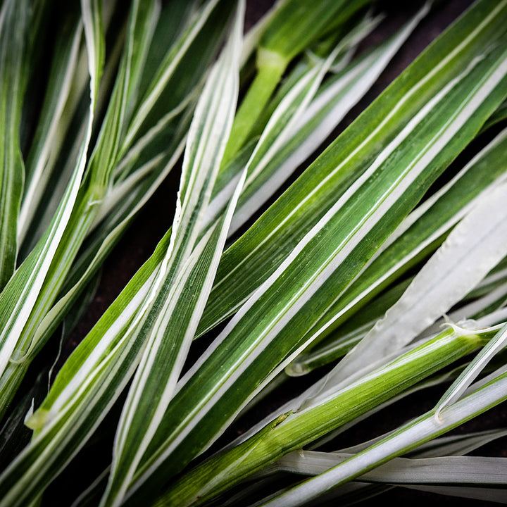 Micro view close-up of Variegated Cat Grass Barley foliage.