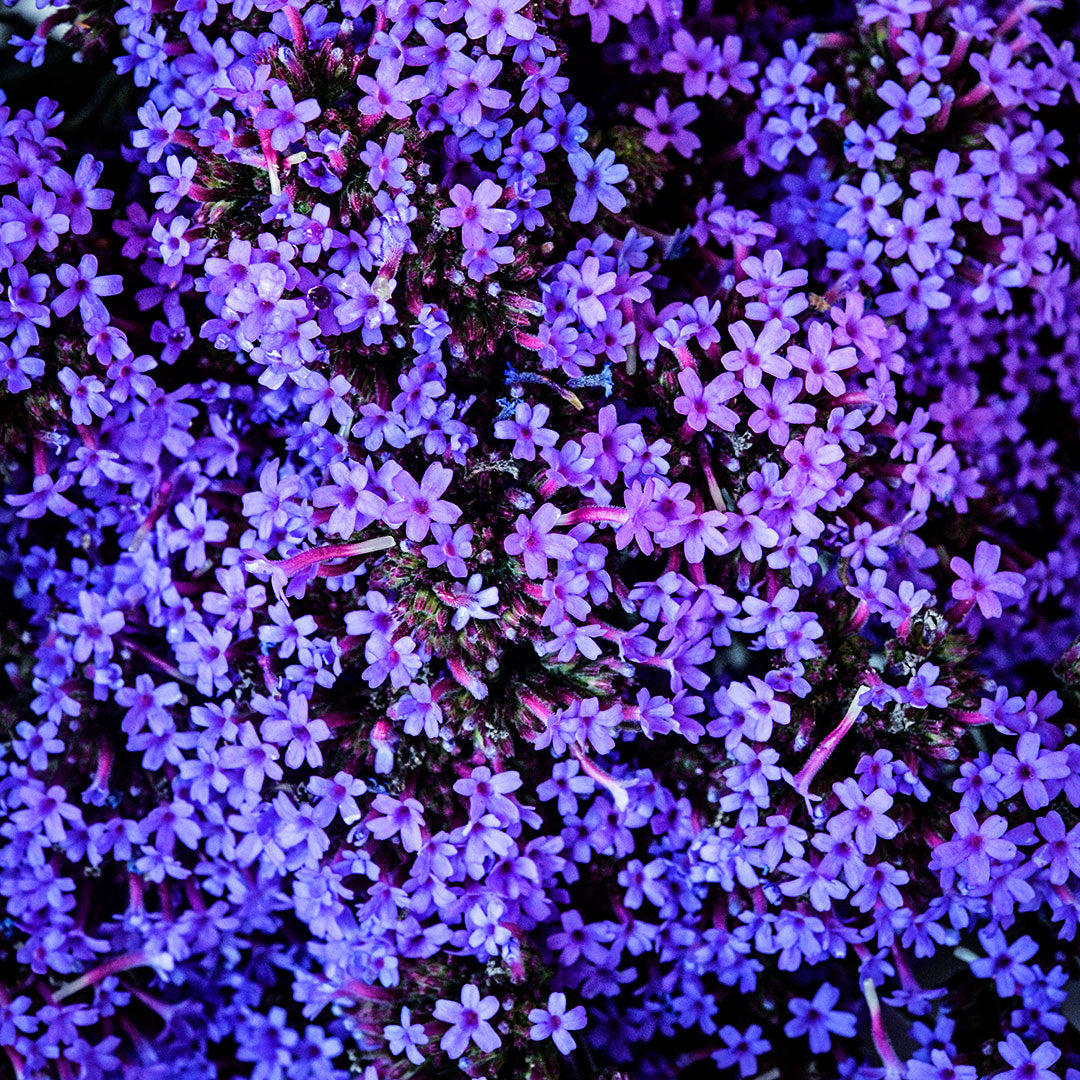 An overhead close-up detailing the tiny flowers on Vanity Verbena stalks.