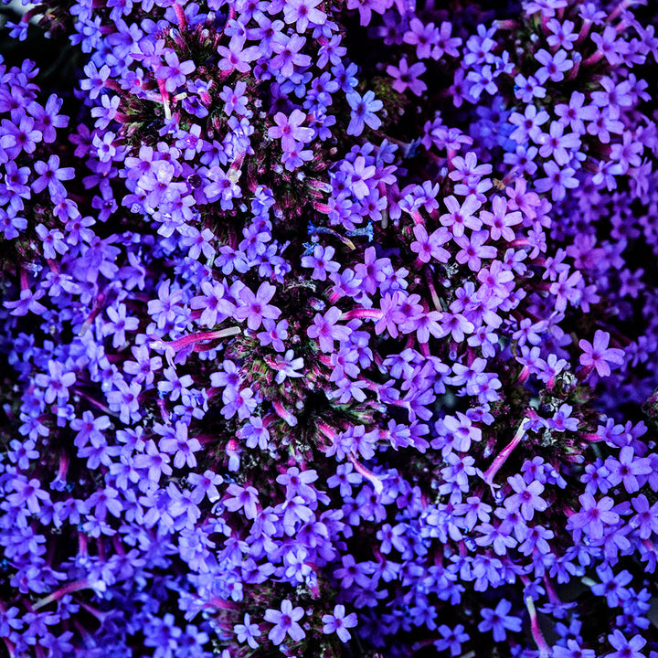 An overhead close-up detailing the tiny flowers on Vanity Verbena stalks.