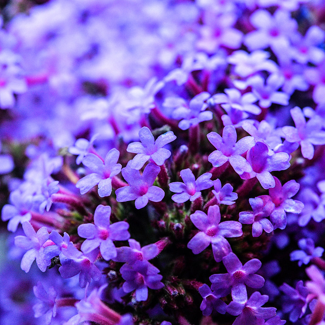 A close-up micro view of the tiny flowers on a head of Vanity Verbena.