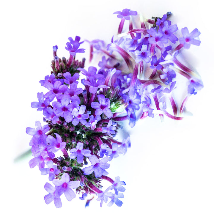 A close-up macro view of Vanity Verbena flowers on a white background.
