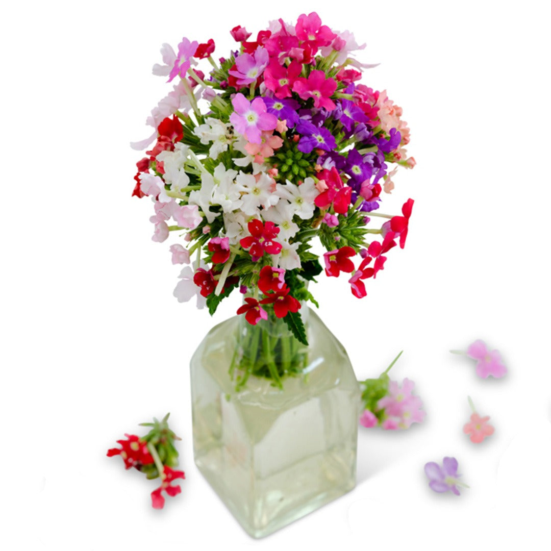 Bouquet of Ideal Florist Mix Verbena in a glass vase with a white background.