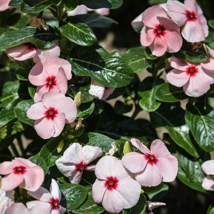 Several Vinca Heatwave Apricot flowers growing in the field.
